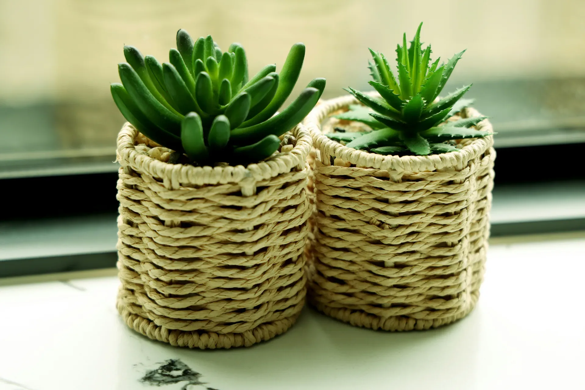 A couple of plants that are sitting on a window sill