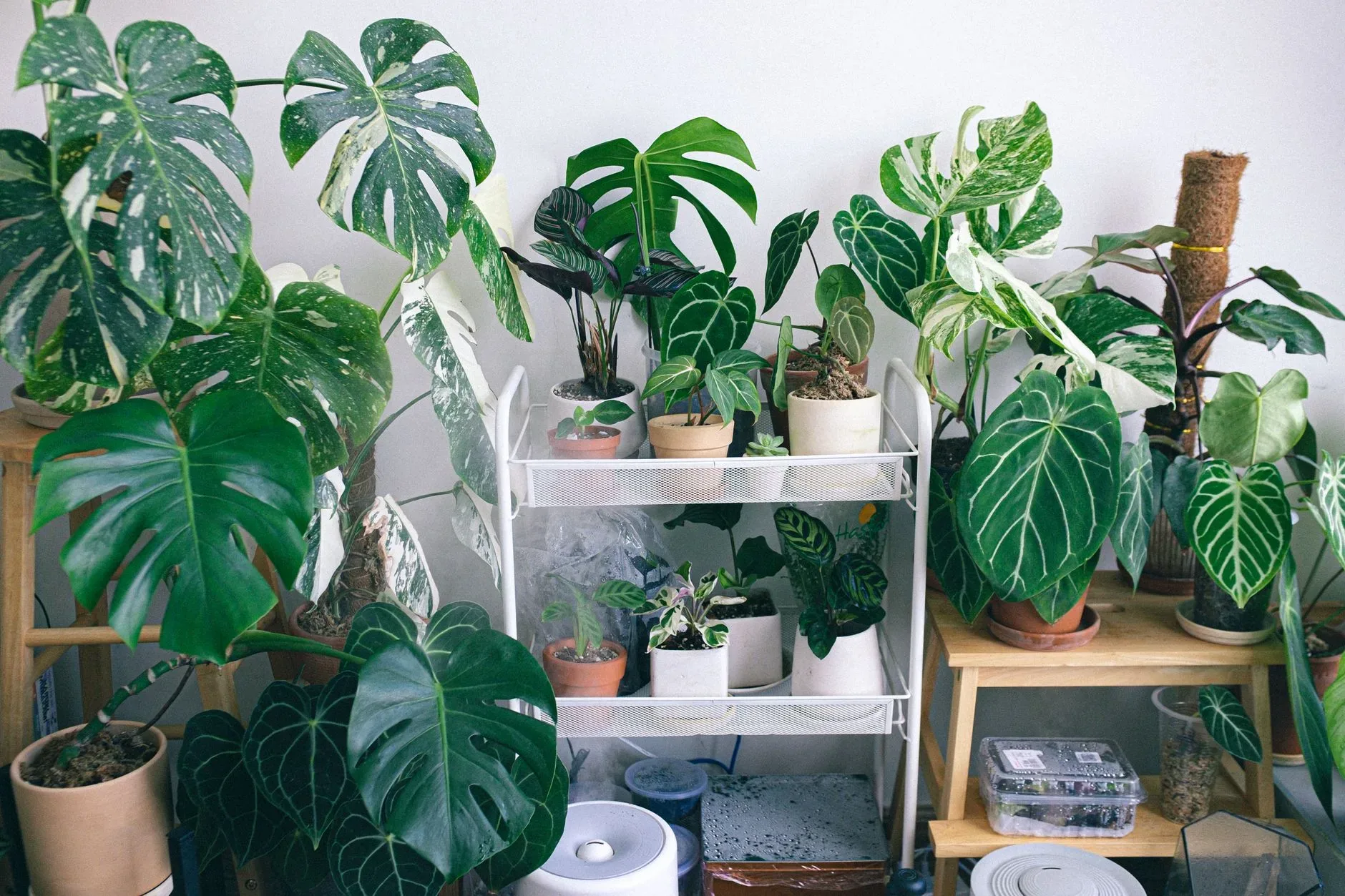 A vibrant display of various houseplants including Monstera and Philodendron in an indoor setting.