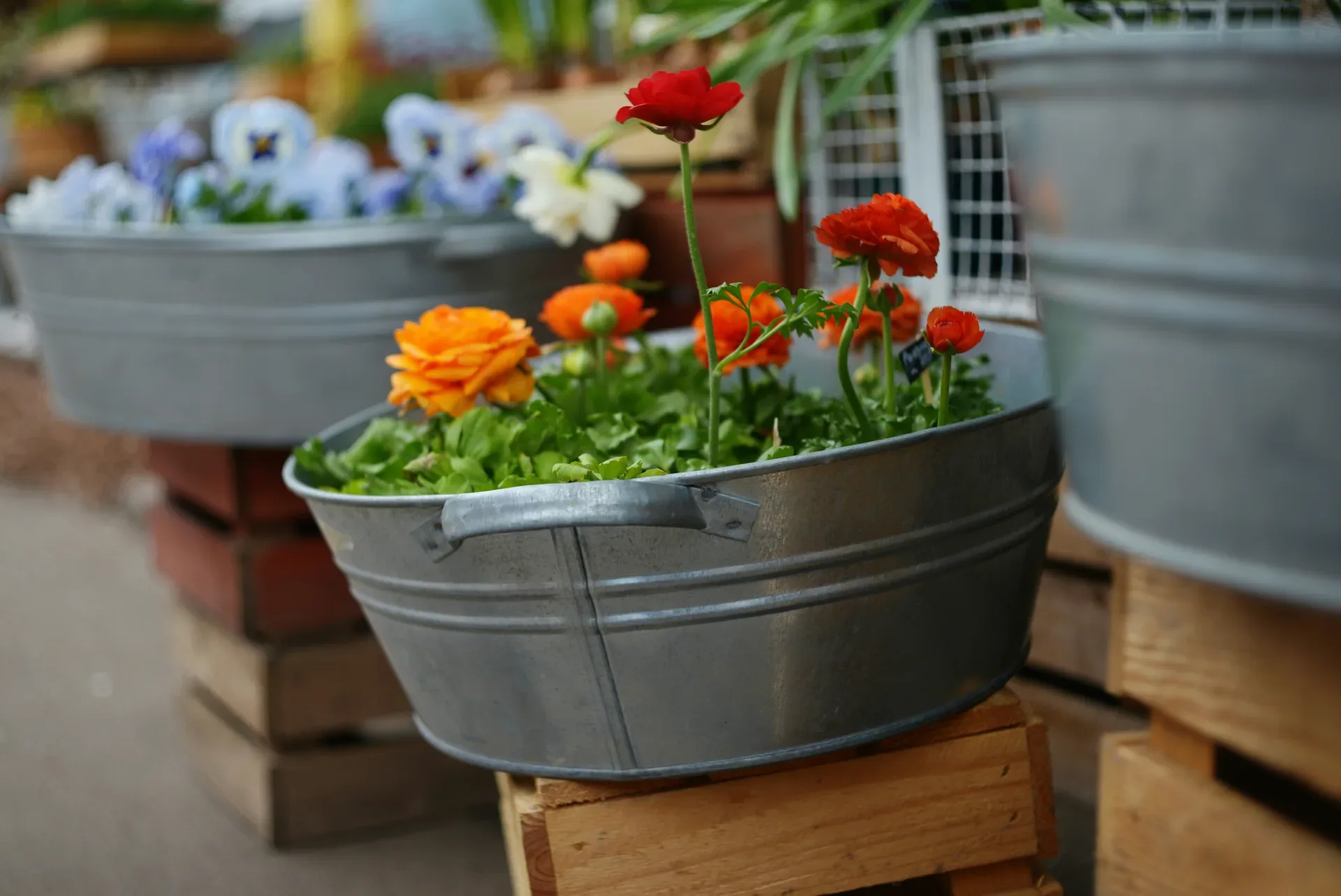 Galvanized tubs filled with colorful spring flowers.
