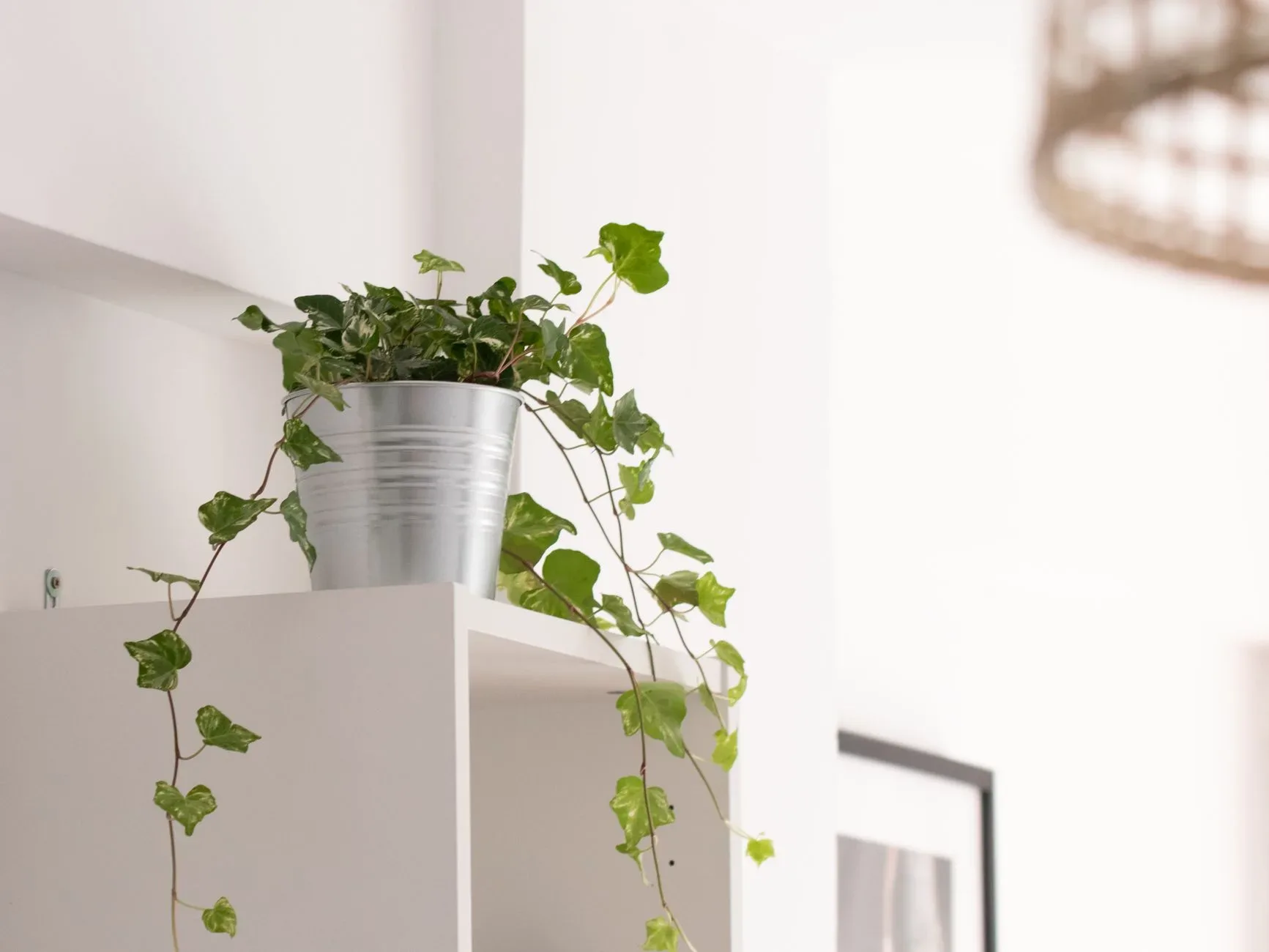 Stainless steel pot with a climbing plant adds a modern touch to indoor decor. Perfect for green interiors.