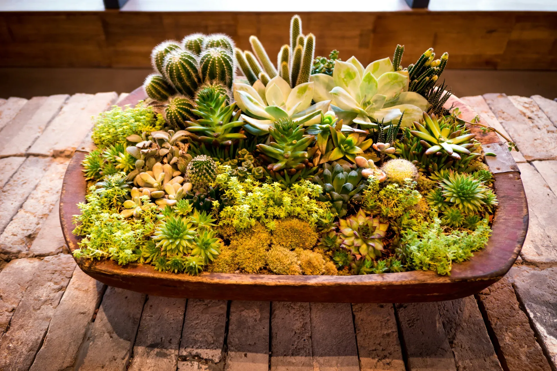 green cactus on brown ceramic pot